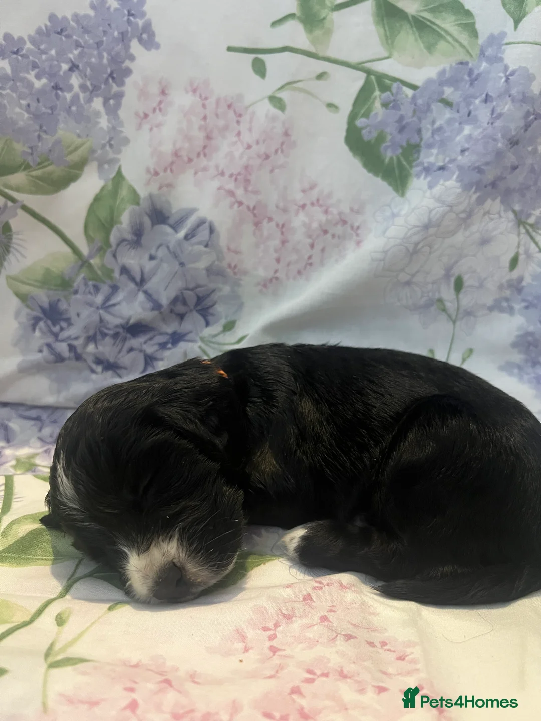 Cocker Spaniel dogs for sale: Working cocker spaniel puppies - Advert 20