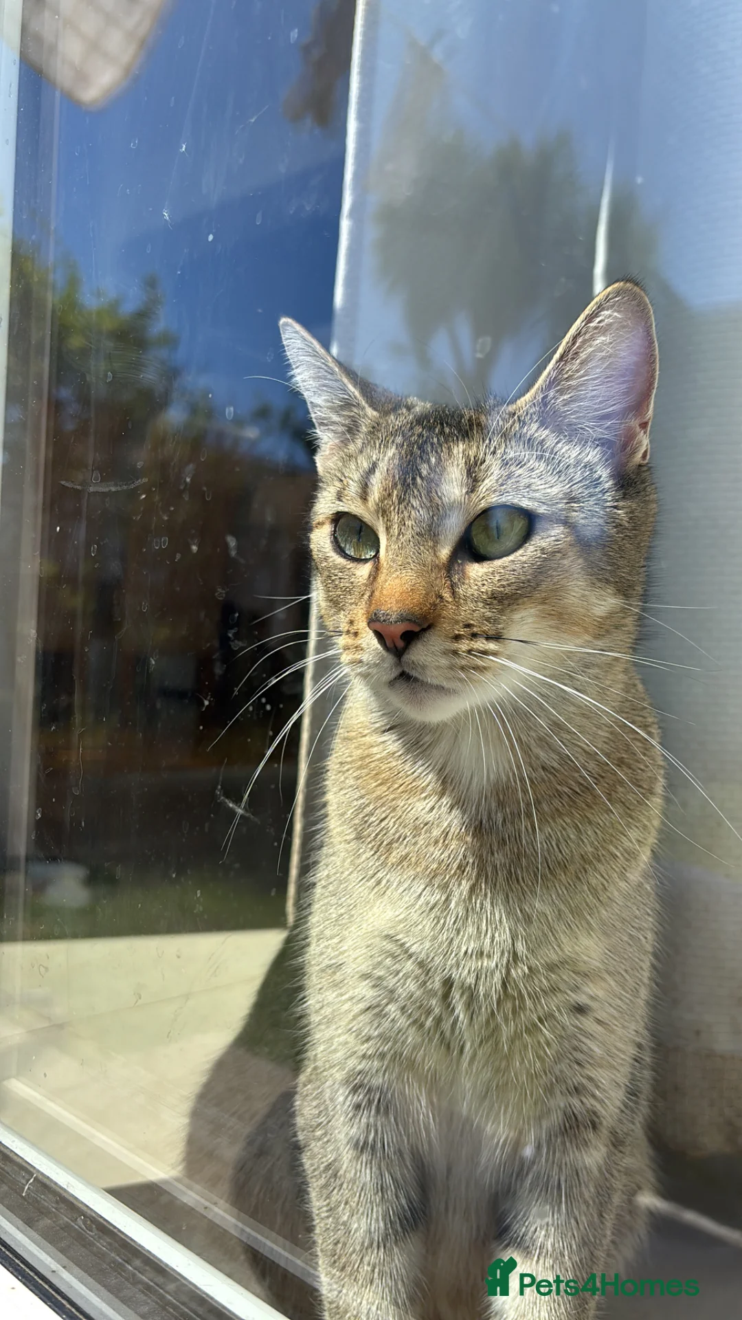 Abyssinian cats for sale: 2/6 LEFT - Abyssinian Bengal Kittens!!! - Advert 8