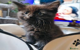 Ragdoll cats for sale: Ragdoll mix turkish angora - Image 2