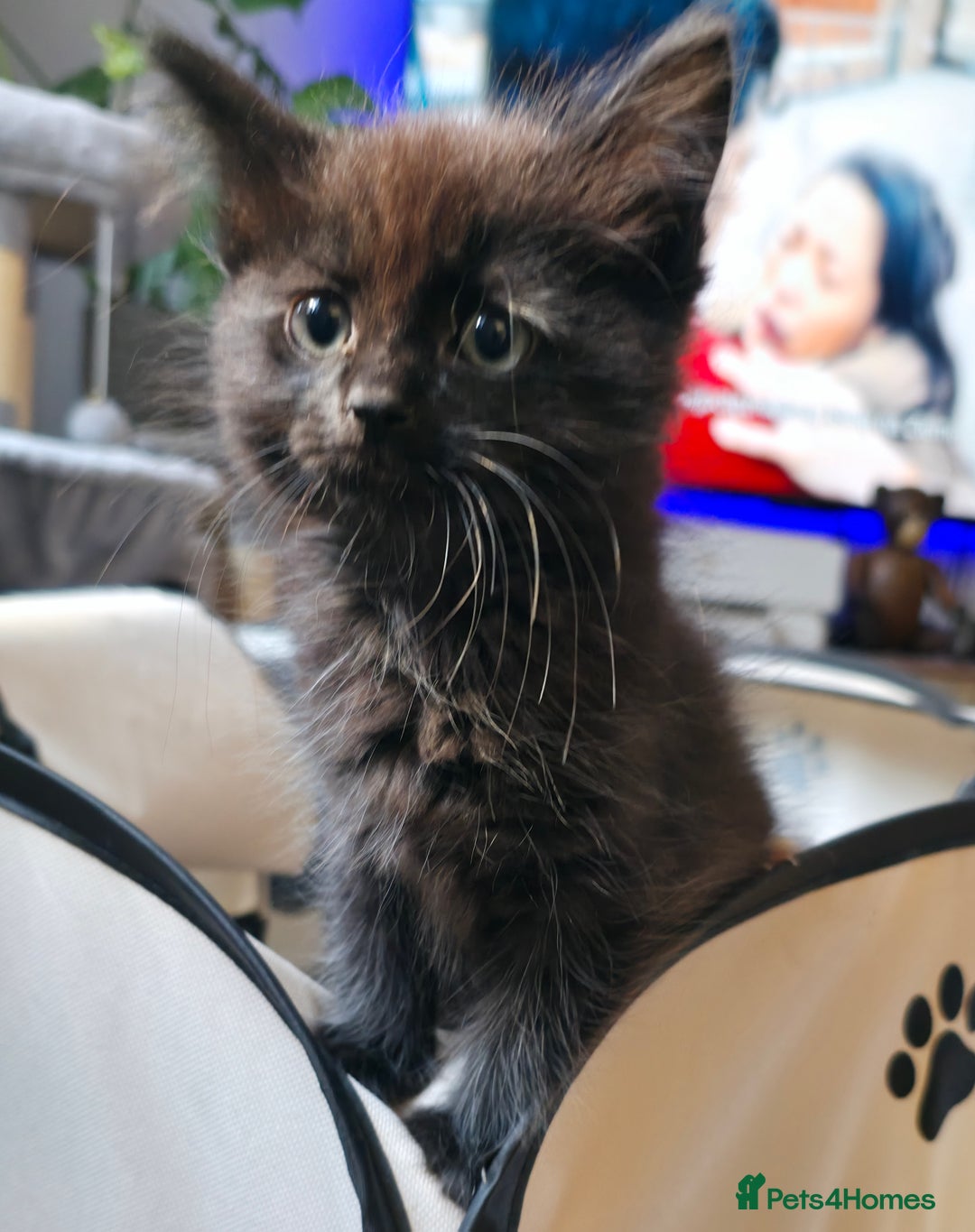 Ragdoll cats for sale: Ragdoll mix turkish angora - Image 2