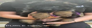 German Shepherd 5