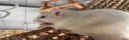 Rat rodents for sale: 6 male rats need for rehoming in Rugby - Advert 6