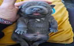 Staffordshire Bull Terrier dogs for sale: Stunning litter of Blue & Black Puppies - Advert 15