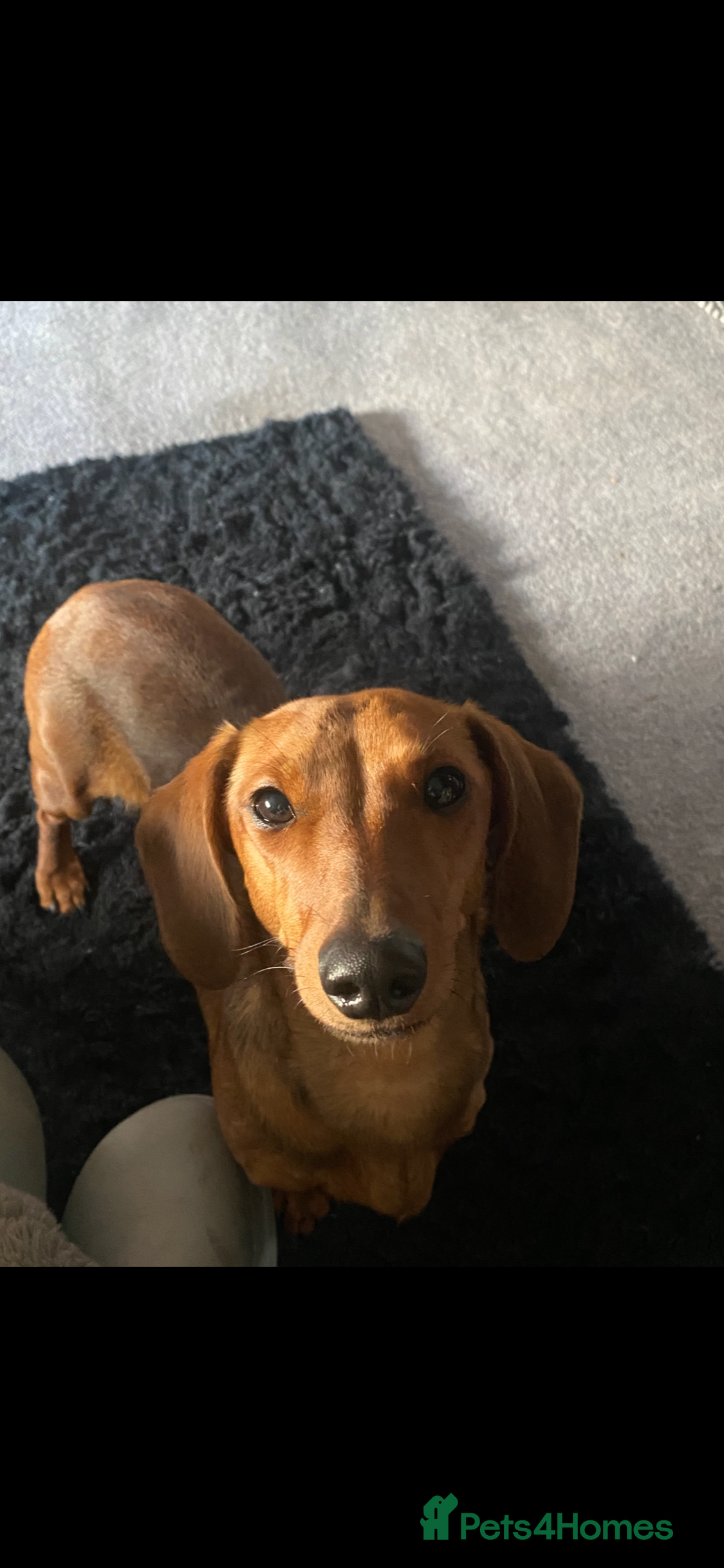 Dachshund dogs Red dachshund  - Advert 1