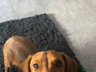 Dachshund dogs Red dachshund - Advert 1