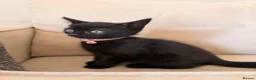 Mixed Breed cats for sale: Beautiful Turkish Angora Mix Kittens in Lincoln - Advert 9
