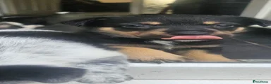 Puppy 1