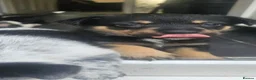 Mixed Breed dogs for sale: 5 collie x whippet puppies  - Advert 4