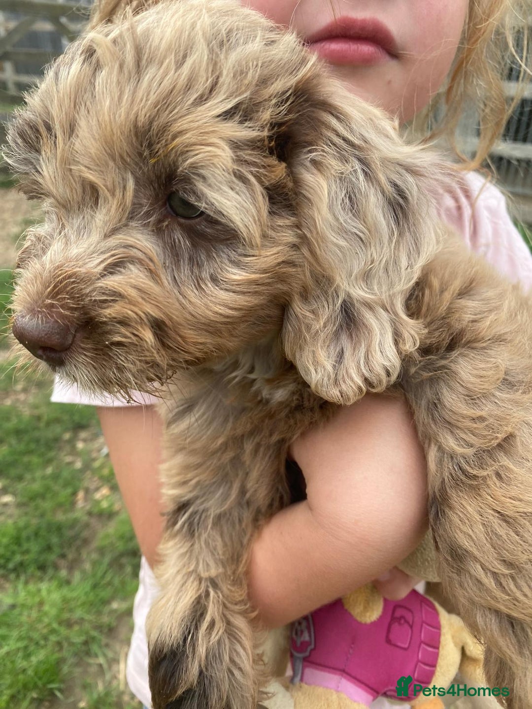 Sproodle dogs for sale: Stunning F1 sproodle  - Image 3