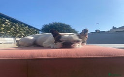 French Bulldog dogs for sale: 💕Beautiful Bella- Ready for her forever home💕 - Image 9