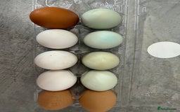 Chickens poultry for sale: Day old chicks, Are you chasing the rainbow eggs.  - Image 13