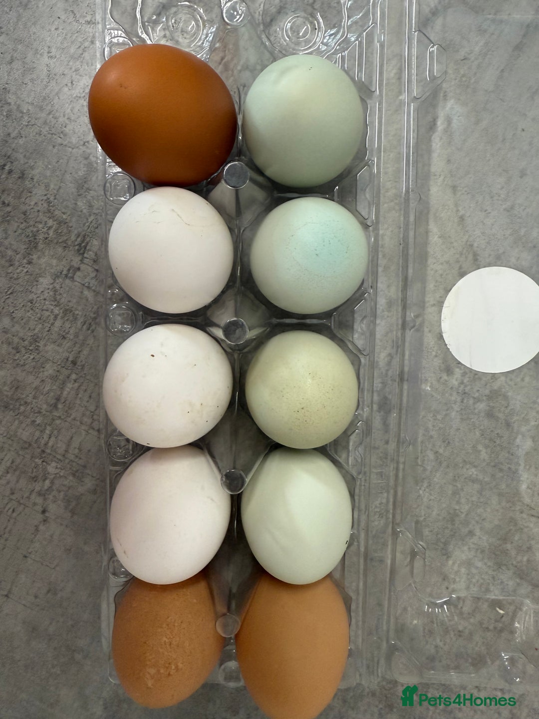 Chickens poultry for sale: Day old chicks, Are you chasing the rainbow eggs.  - Image 13
