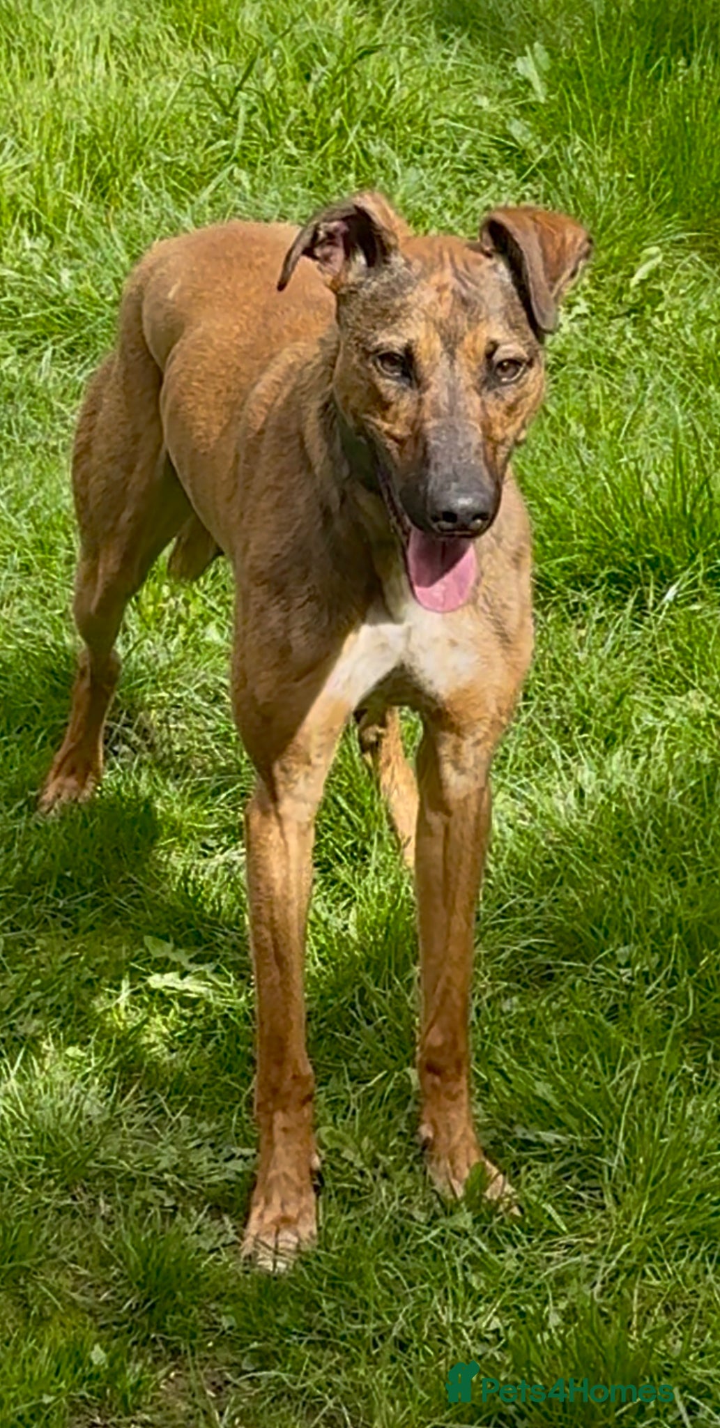 Lurcher dogs 11 month old lurcher male looking for new home  - Advert 1