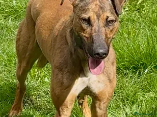 Lurcher dogs 11 month old lurcher male looking for new home - Advert 1