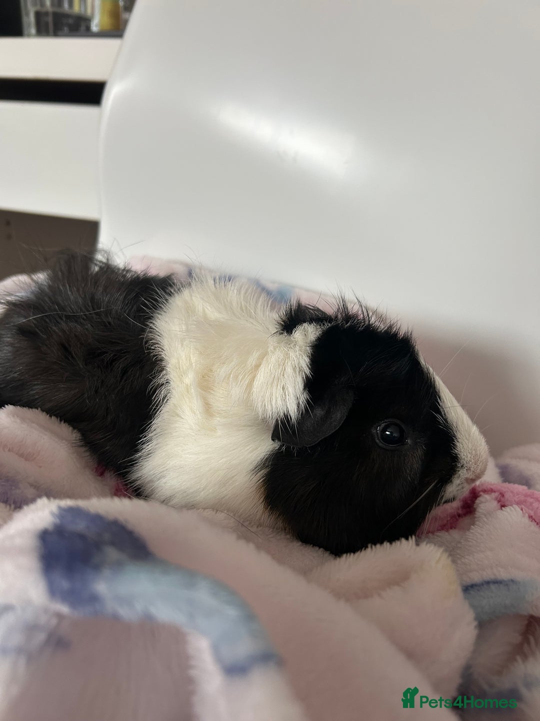 Guinea Pig rodents for sale: 2 Male Guinea Pigs + Large Cage – 5 Months Old - Image 6