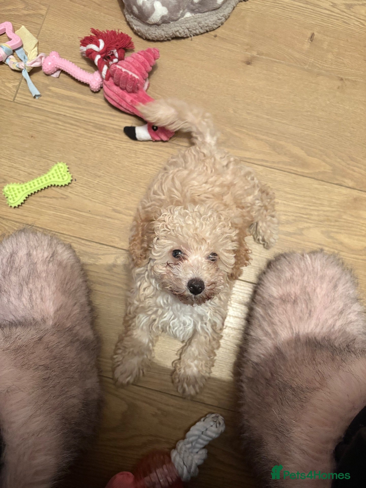 Mixed Breed dogs for sale: Stunning Toy Breed Shihpoo x Poochon - Advert 1