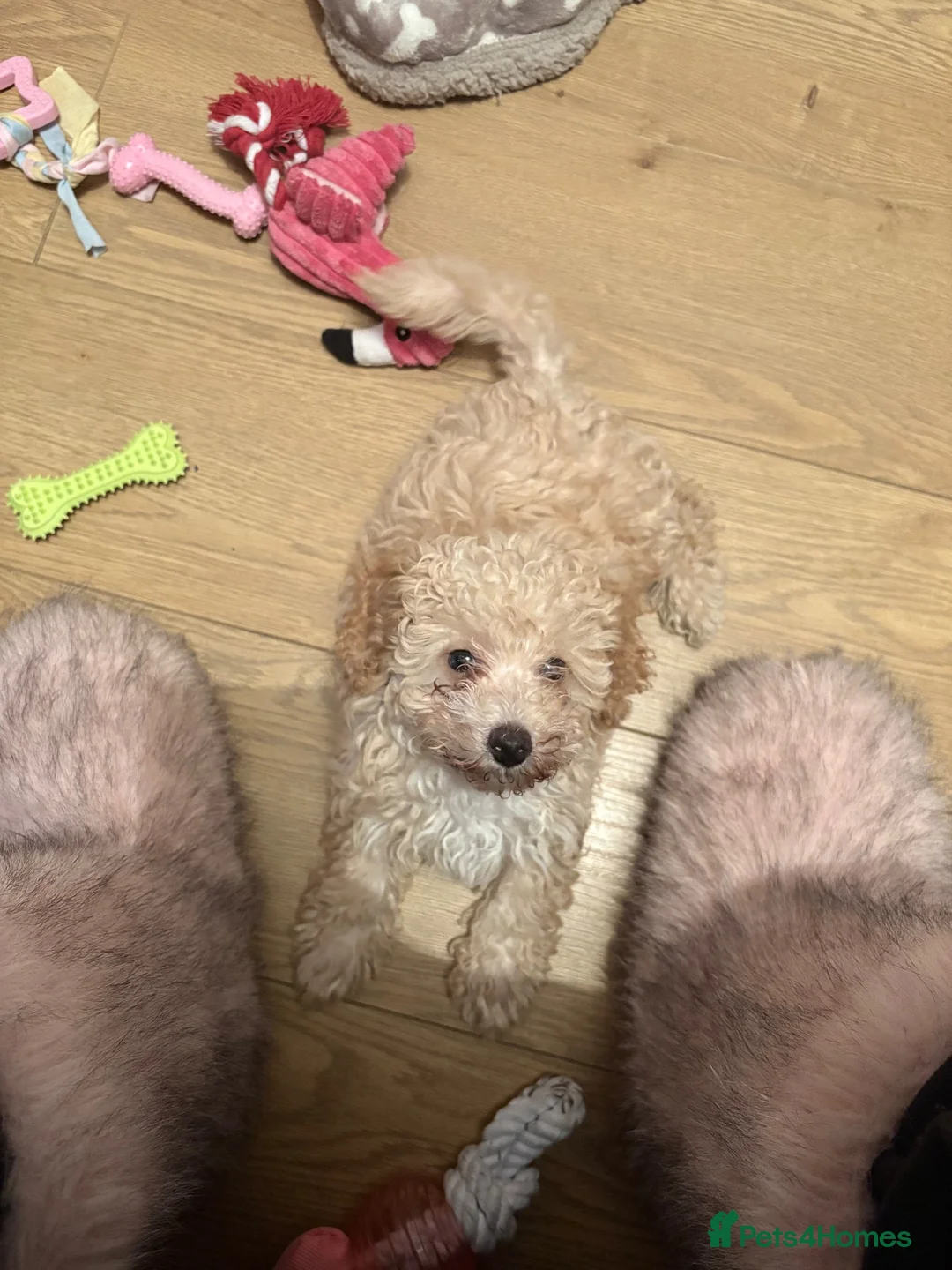 Mixed Breed dogs for sale: Stunning Toy Breed Shihpoo x Poochon - Advert 1