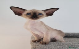 Oriental cats for sale: Oriental Shorthair kittens  - Image 16