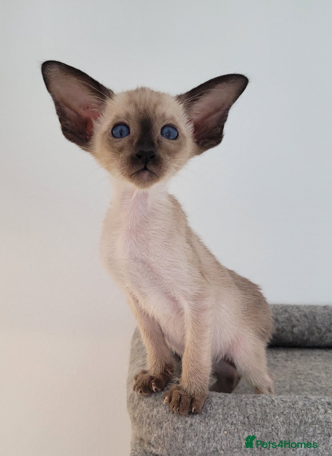 Oriental cats for sale: Oriental Shorthair kittens  - Image 16