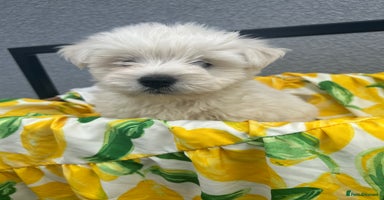 West Highland Terrier dogs - Advert 13