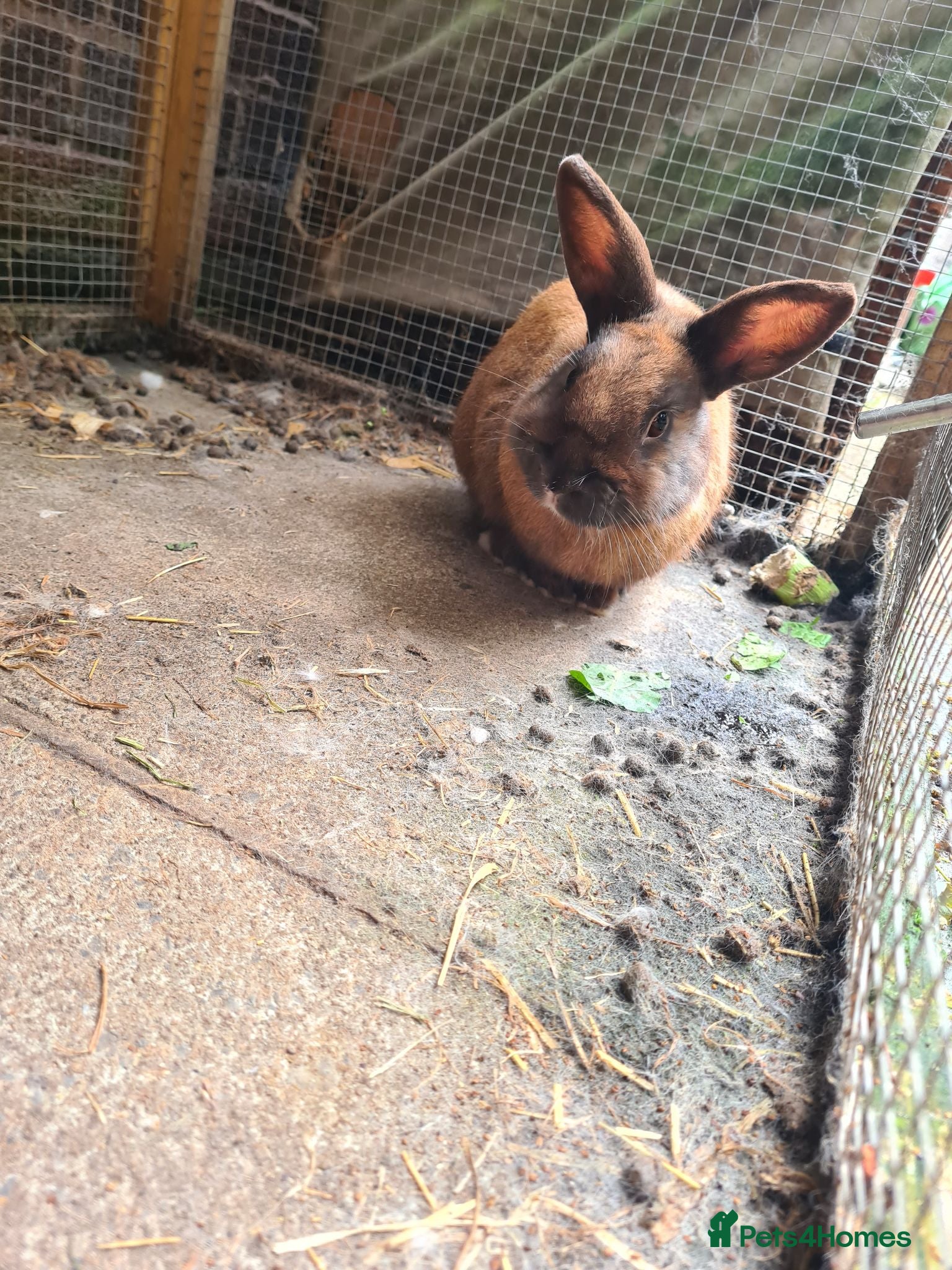 Mixed Breed rabbits Male mini lop x lionhead - Advert 1