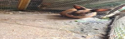 Mixed Breed rabbits for sale: Male mini lop x lionhead - Advert 1