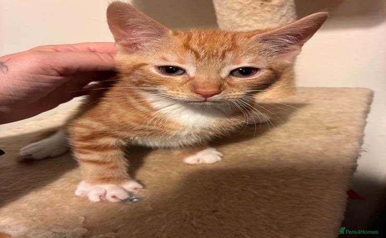 Mixed Breed cats - Advert 1