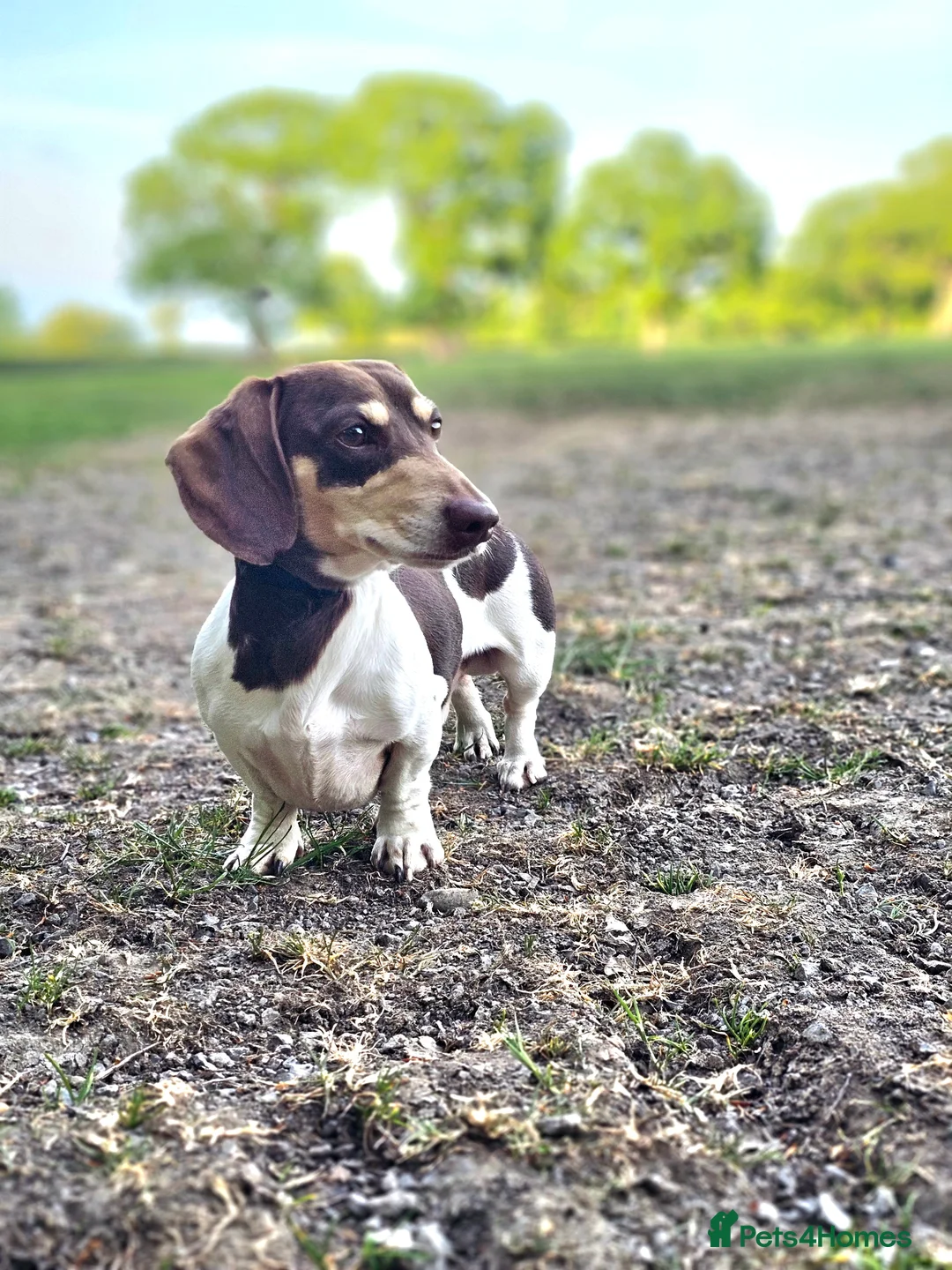 Miniature Dachshund dogs for stud: Piebald miniature Dachshund kc registered  in Blackburn - Advert 35