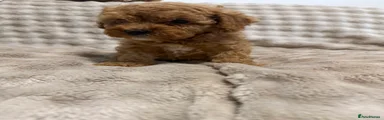 Cavapoo 4