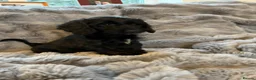 Cockapoo dogs for sale: READY TO GO! Beautiful F1 Cockapoo puppies.   - Advert 14