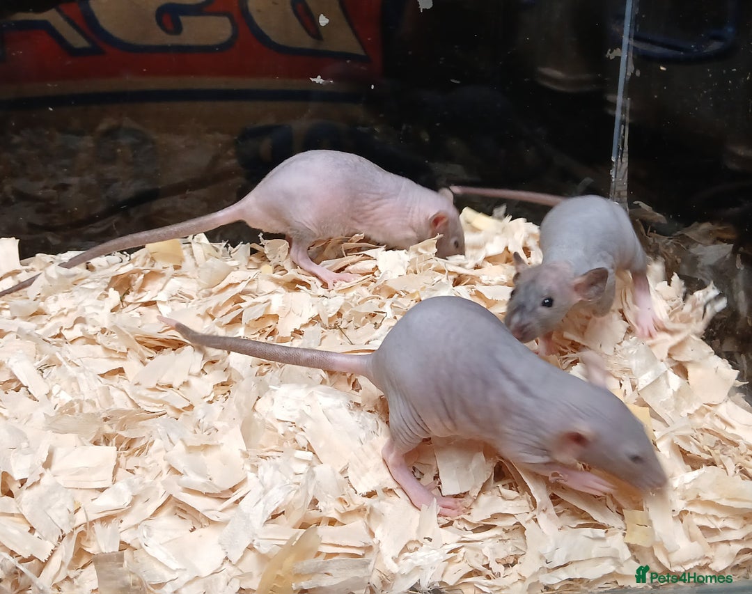Rat rodents for sale: Baby Dumbo Rats Females  - Image 16