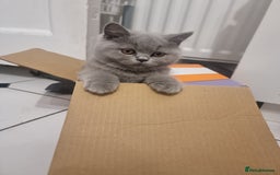 British Shorthair cats for sale: TOP💗 Quality British Shorthair 😻Kittens💋 - Image 9