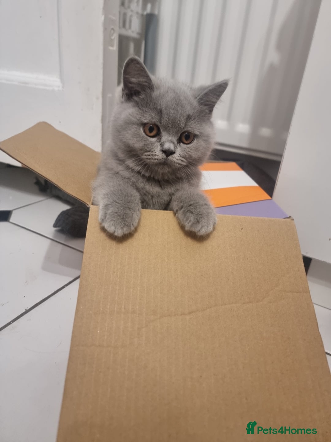British Shorthair cats for sale: TOP💗 Quality British Shorthair 😻Kittens💋 - Image 9