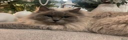 Ragdoll cats for sale: Pedigree Cherubim Blue Mink Ragdoll - Advert 1