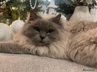 Ragdoll cats Pedigree Cherubim Blue Mink Ragdoll - Advert 13