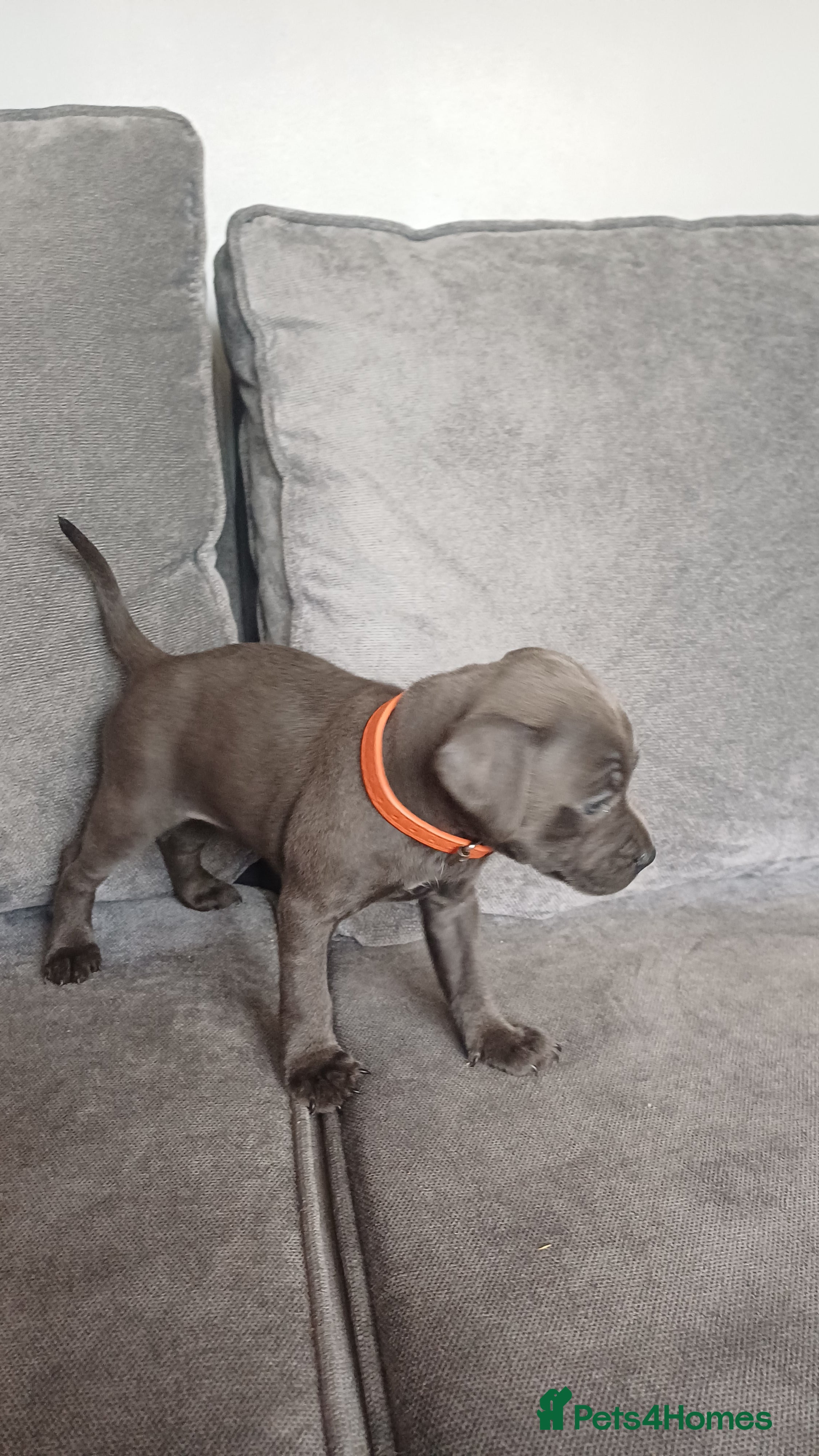 Staffordshire Bull Terrier dogs Beautiful blue staffy puppies  - Advert 17