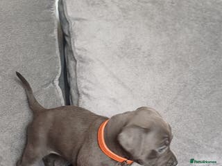 Staffordshire Bull Terrier dogs Beautiful blue staffy puppies - Advert 6