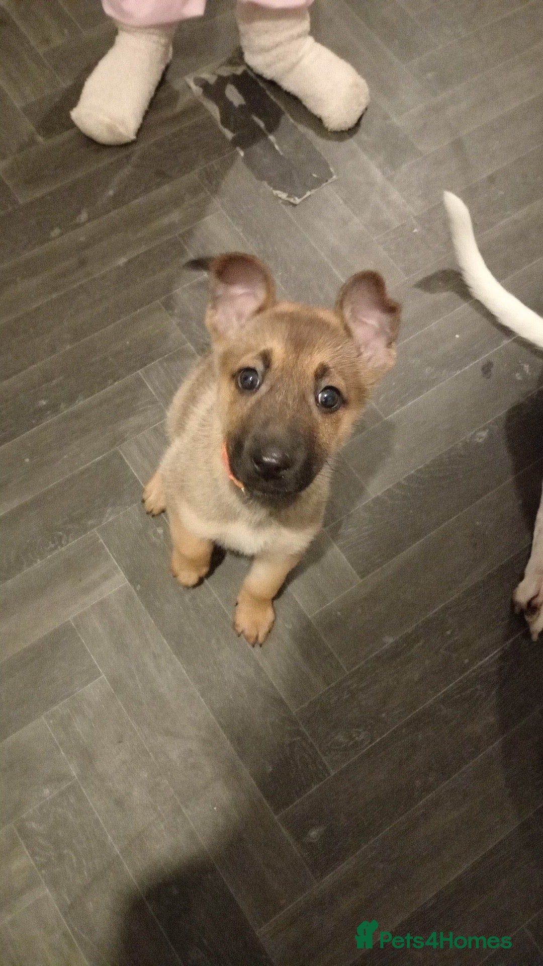 German Shepherd dogs Female German shepherd puppy - Advert 1