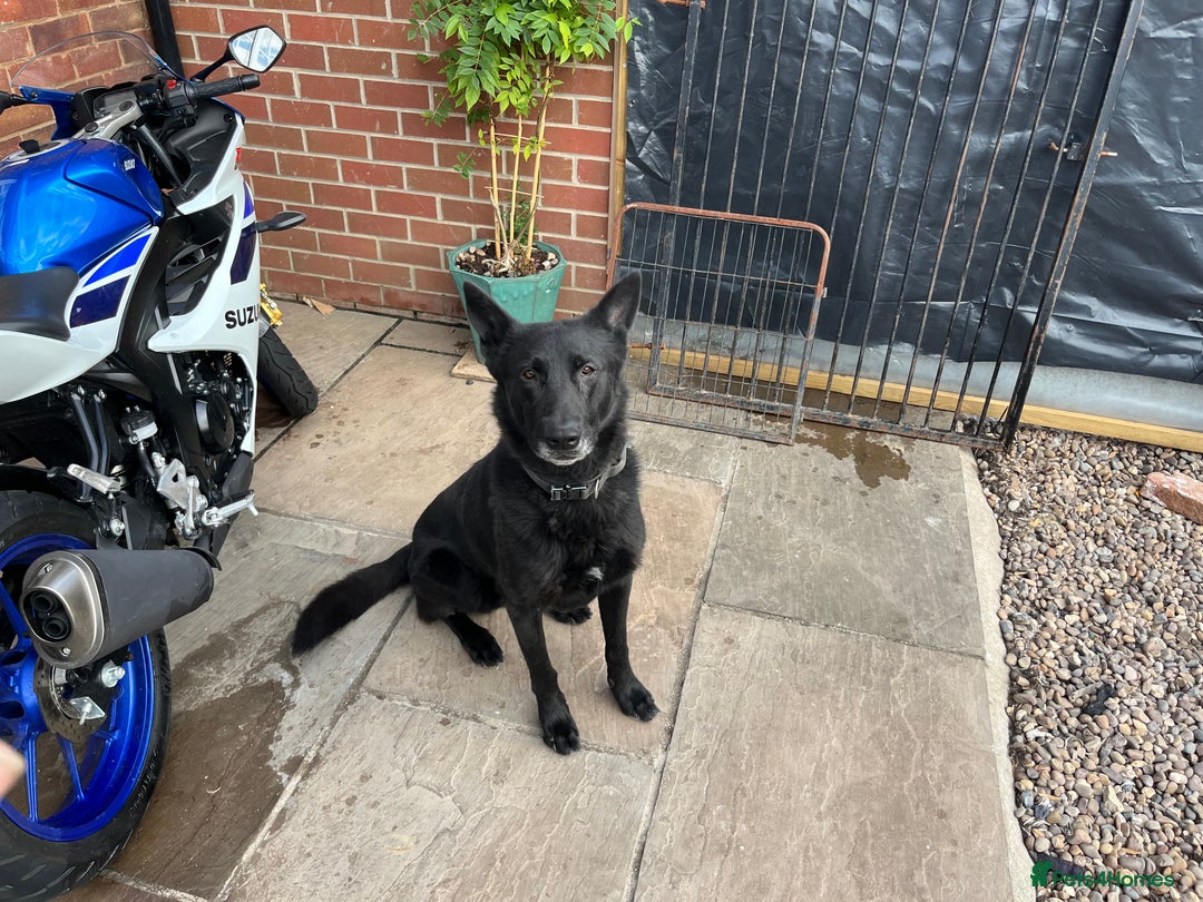 Belgian Shepherd Dog dogs for stud: Black Belgium malinios proven stud - Image 1