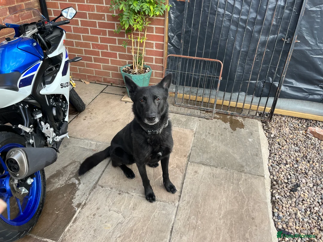 Belgian Shepherd Dog dogs for stud: Black Belgium malinios proven stud - Advert 1