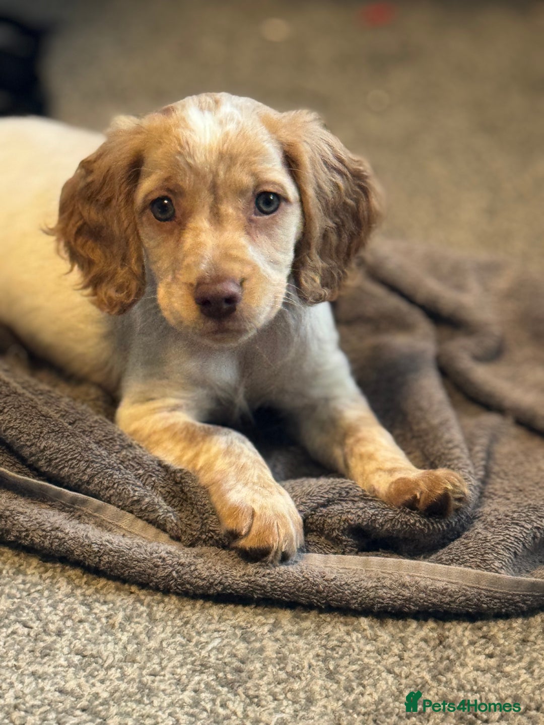 Cocker Spaniel dogs for sale: READY NOW****Cocker spaniel pups  - Image 3