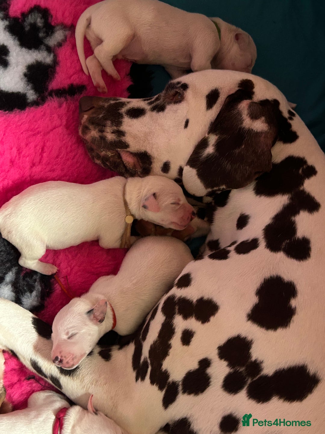 Dalmatian dogs for sale: Dalmatian Puppies - Advert 8