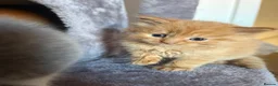 Mixed Breed cats for sale: Persian x Maincoon Kittens   in Bristol - Advert 5