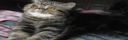 Exotic cats for sale:  Beautiful Exotic female kittens Ready now - Advert 7