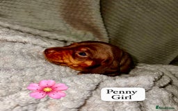 Miniature Dachshund dogs for sale: EXCEPTIONAL QUALITY MINIATURE DACHSHUND PUPPIES.  - Advert 4
