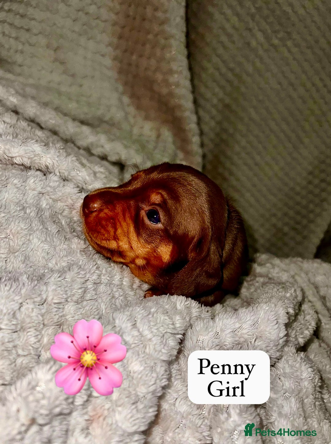 Miniature Dachshund dogs for sale: EXCEPTIONAL QUALITY MINIATURE DACHSHUND PUPPIES.  - Advert 4