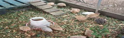 Chickens poultry for sale: Orphington chicks for sale  - Advert 17