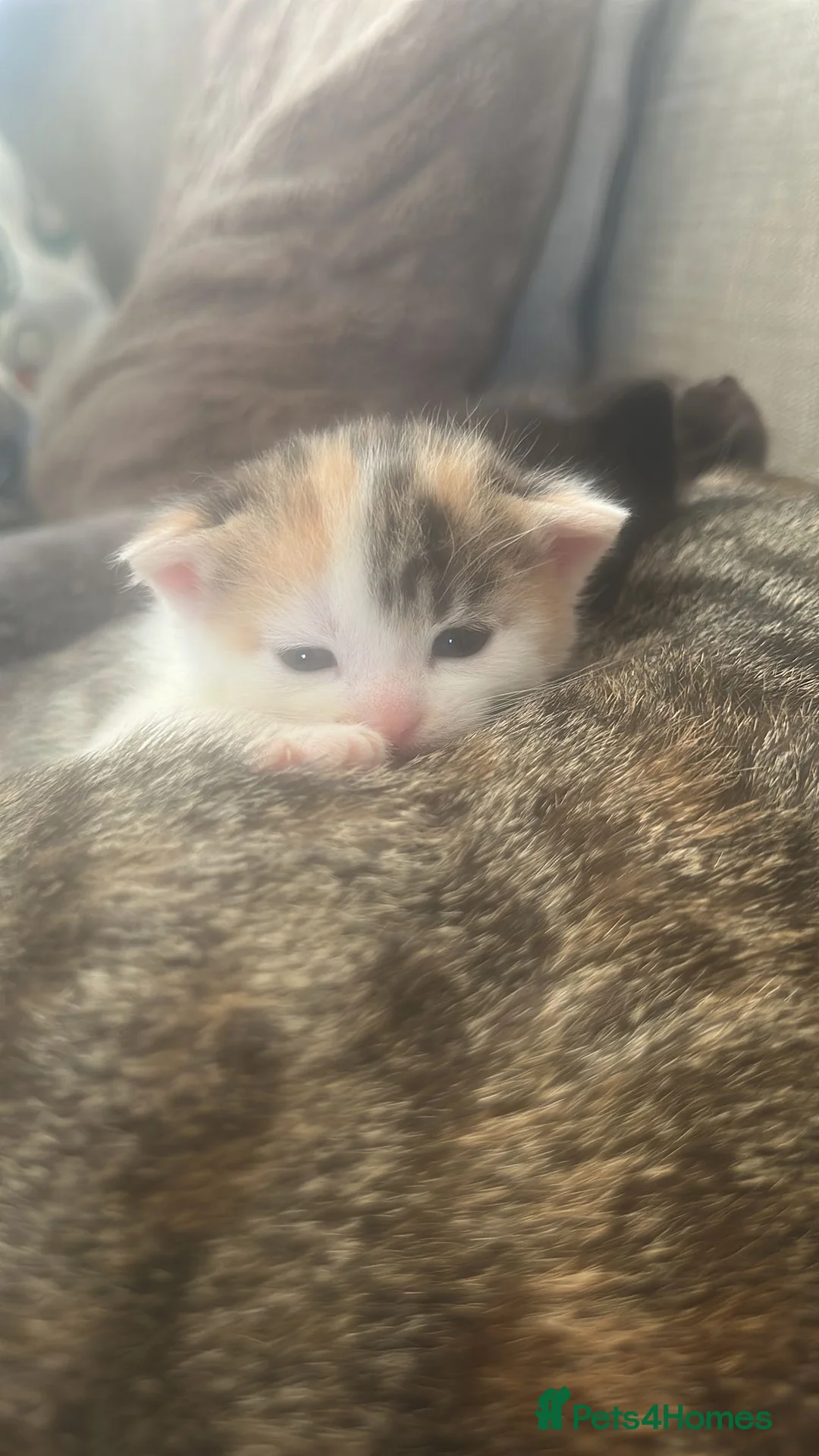 Mixed Breed cats for sale: Bengal cross kittens in Manchester - Advert 2