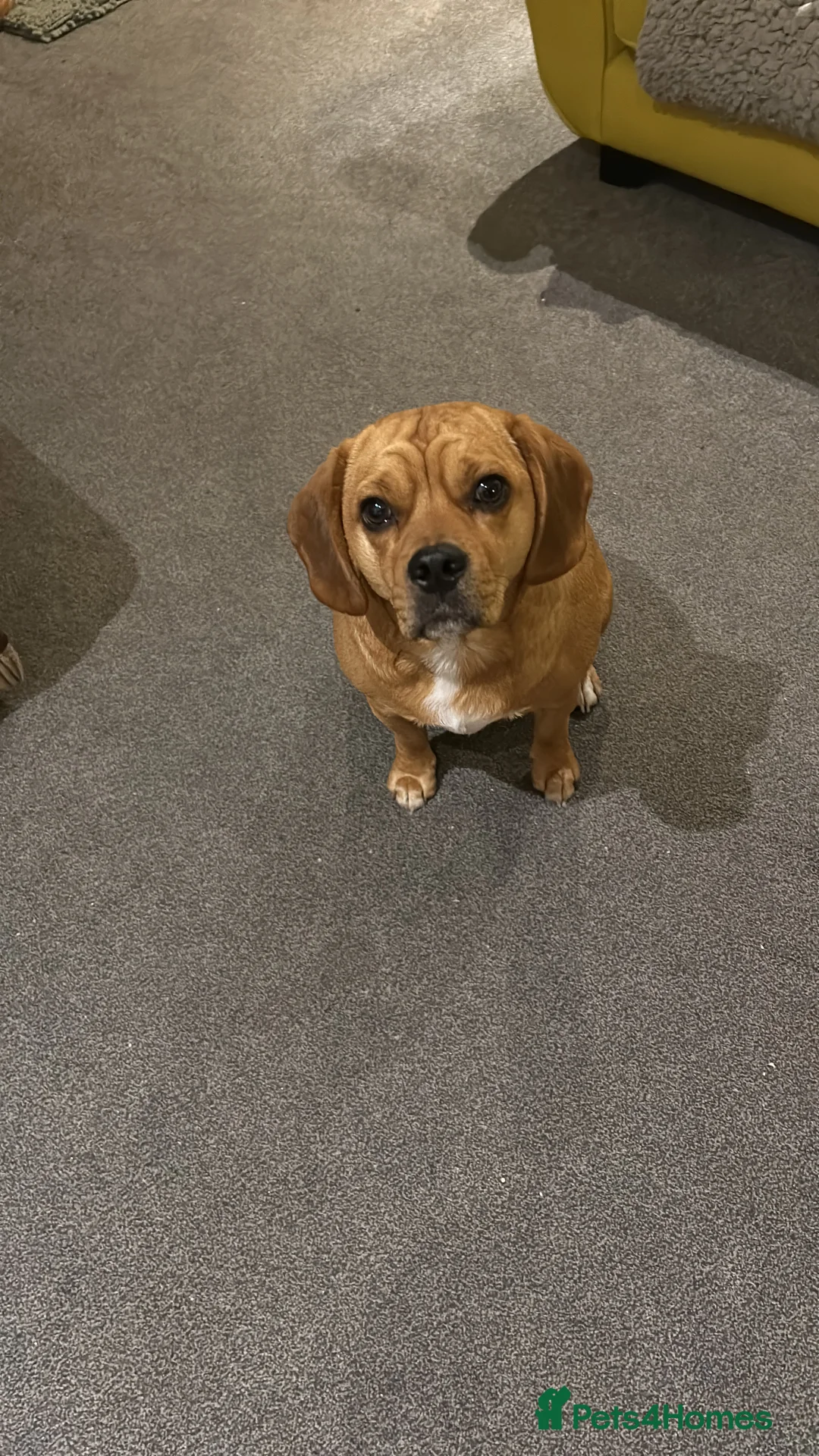 Puggle dogs for sale: Eugene  - Advert 7