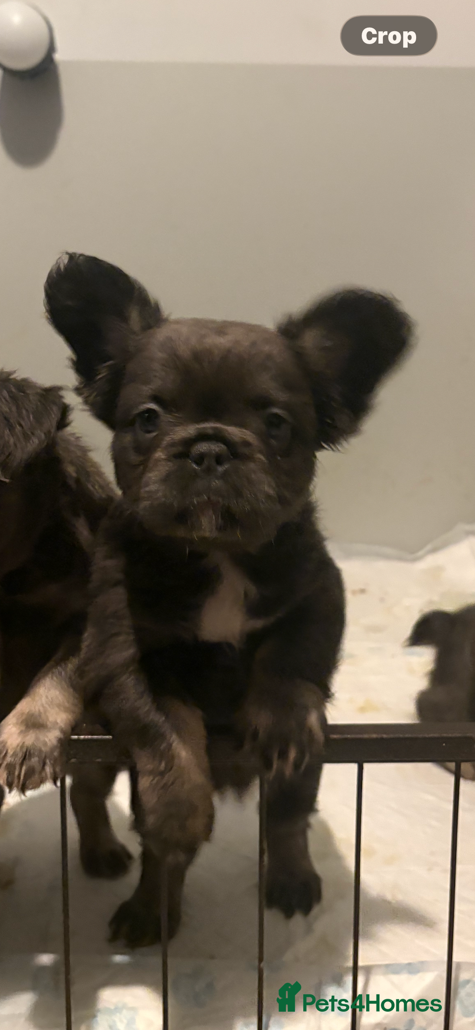 French Bulldog dogs French Bulldog Puppys - Advert 12